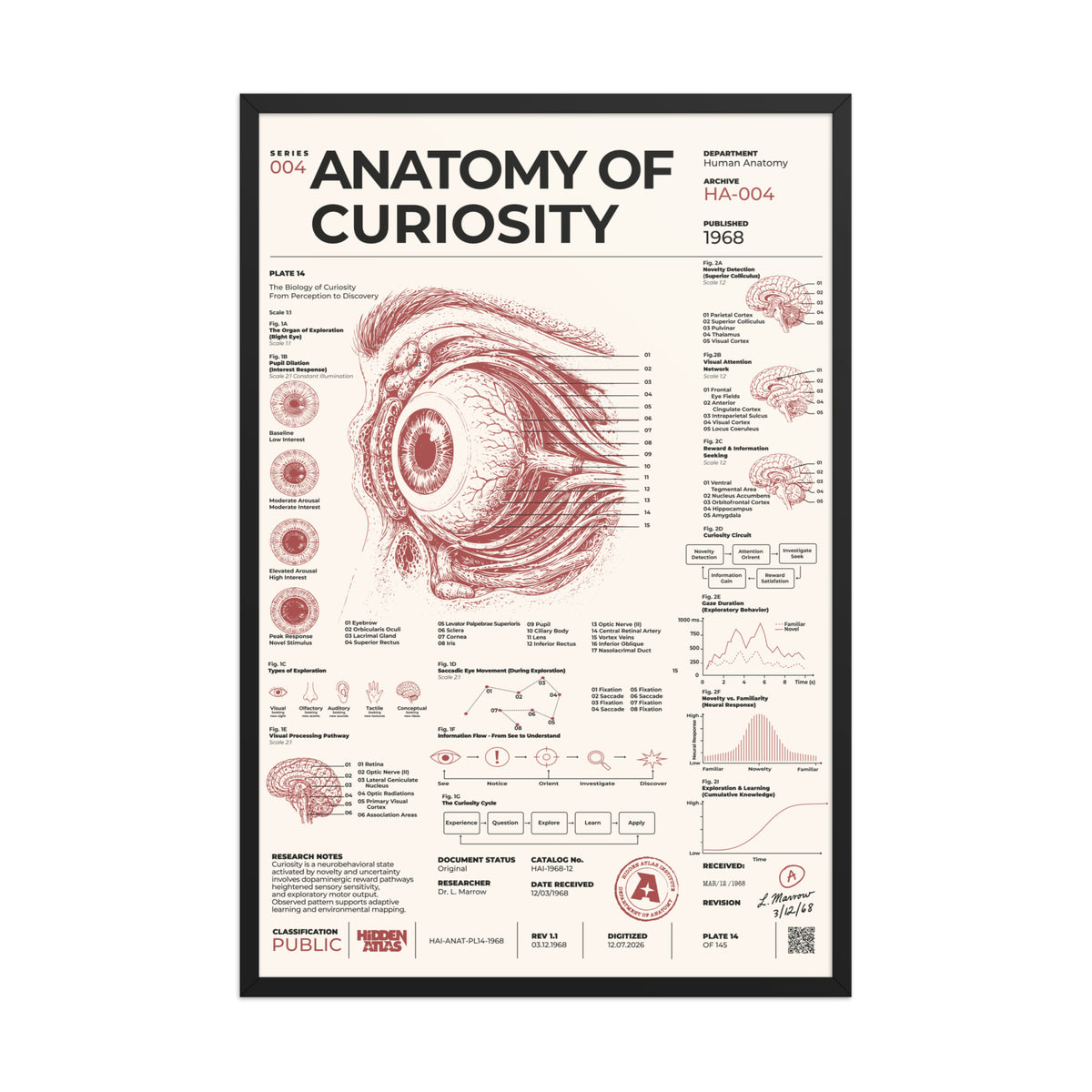 Anatomy of Curiosity framed poster, black frame, 24 × 36 in
