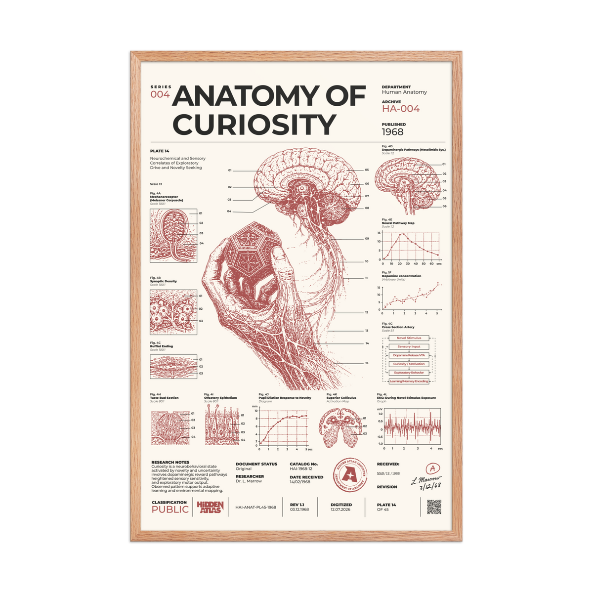 Anatomy of Curiosity framed poster, red oak frame, 24 × 36 in