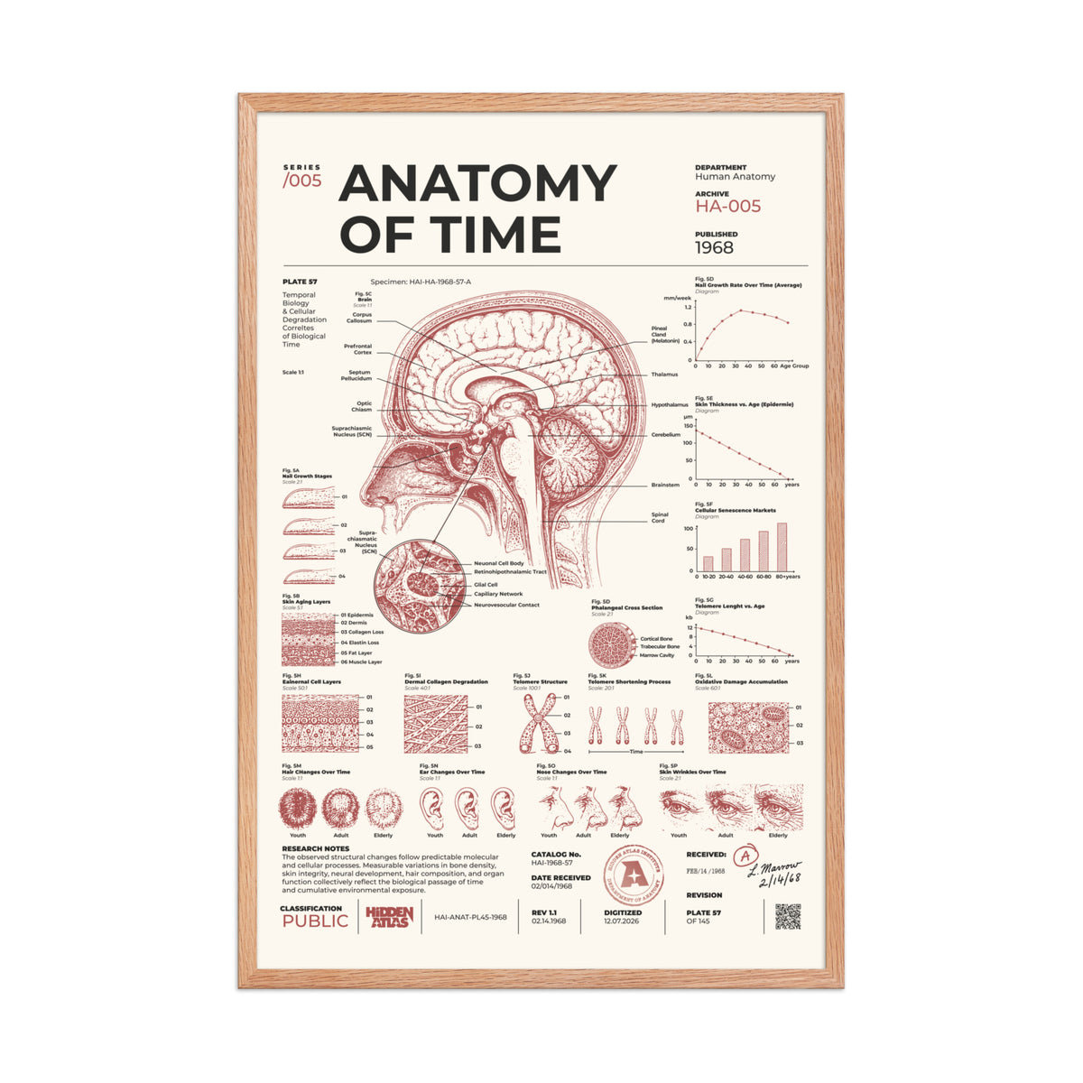 Anatomy of Time framed poster, red oak frame, 24 × 36 in