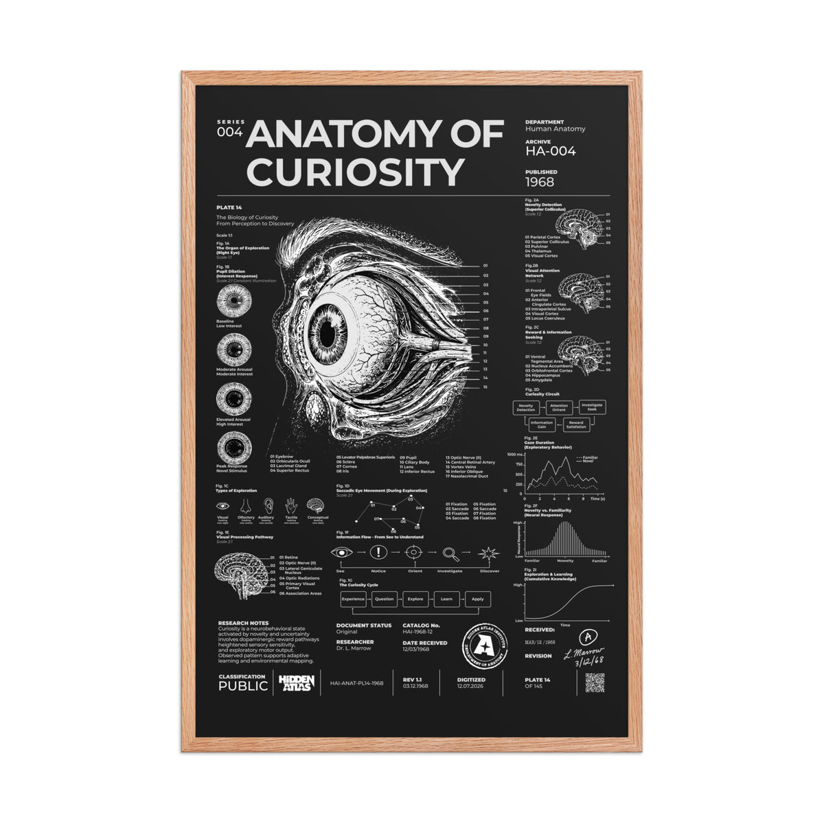 Anatomy of Curiosity — Negative Edition framed poster, red oak frame, 24 × 36 in