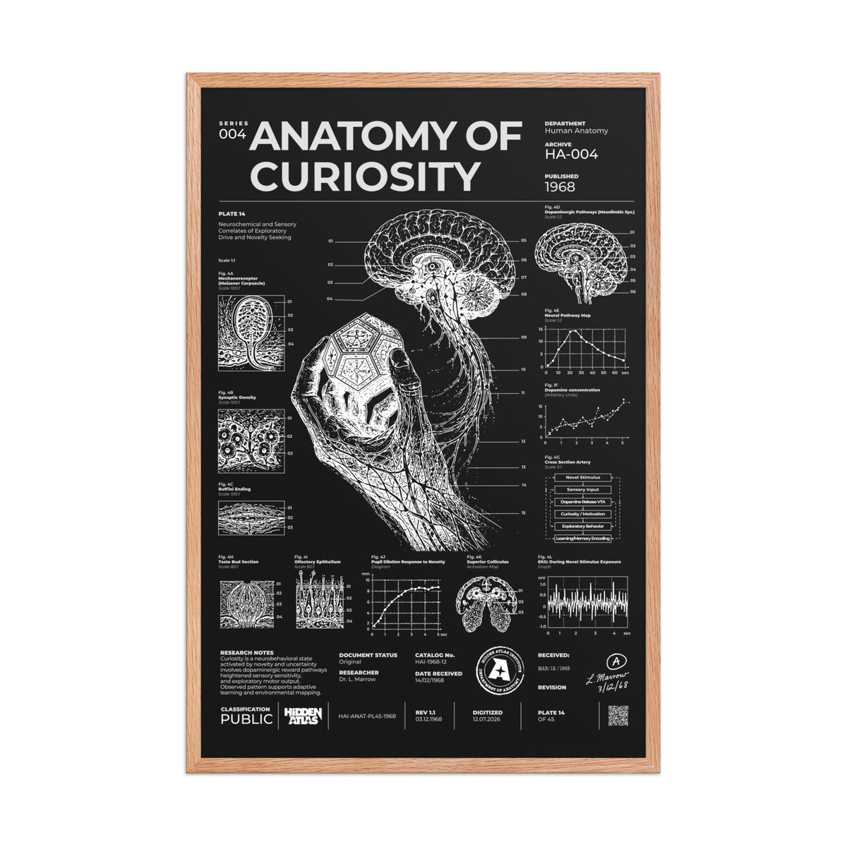 Anatomy of Curiosity — Negative Edition framed poster, red oak frame, 24 × 36 in