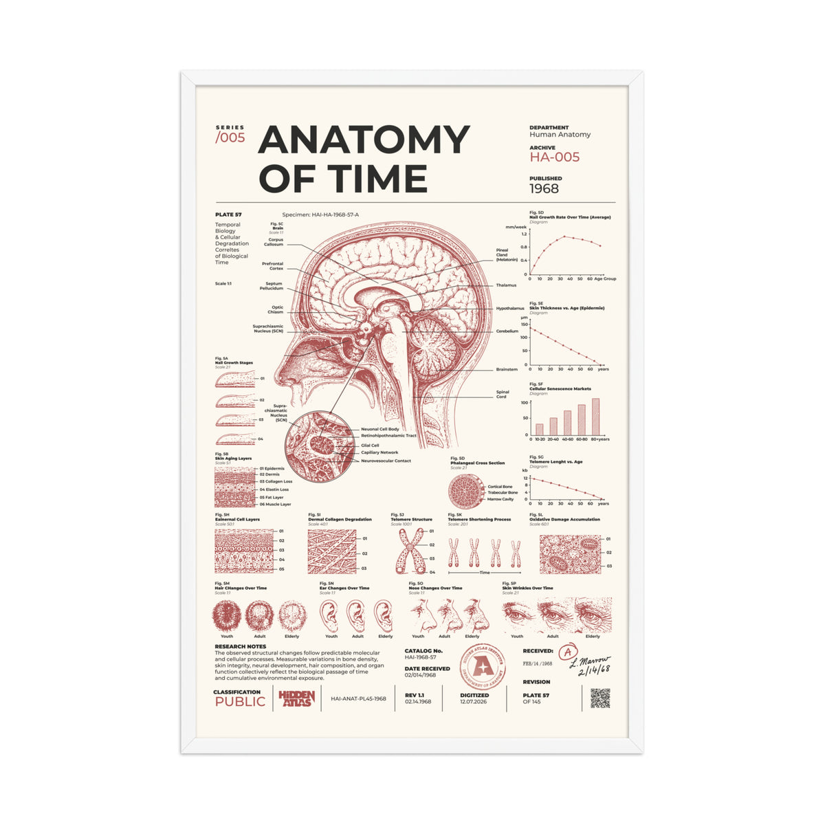 Anatomy of Time framed poster, white frame, 24 × 36 in