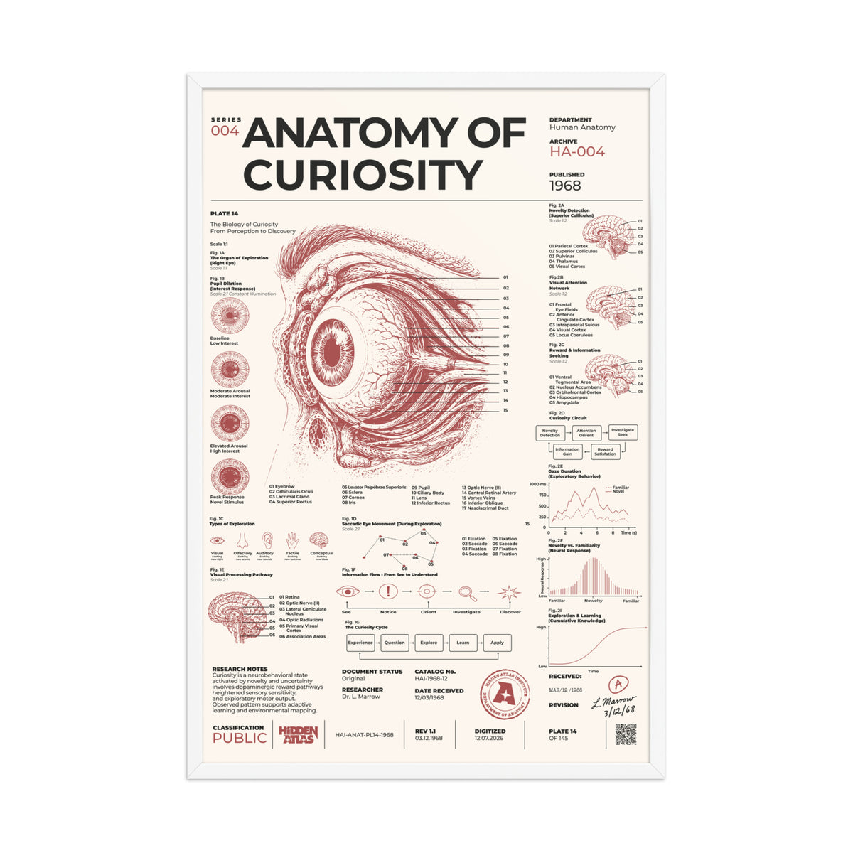 Anatomy of Curiosity framed poster, white frame, 24 × 36 in