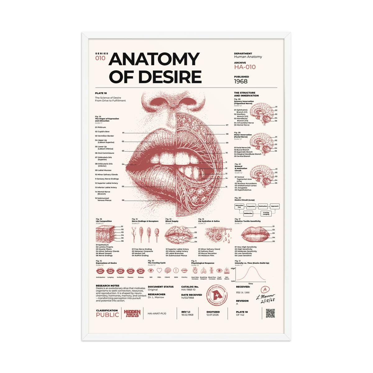 Anatomy of Desire framed poster, white frame, 24 × 36 in